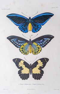 vue de trois papillons