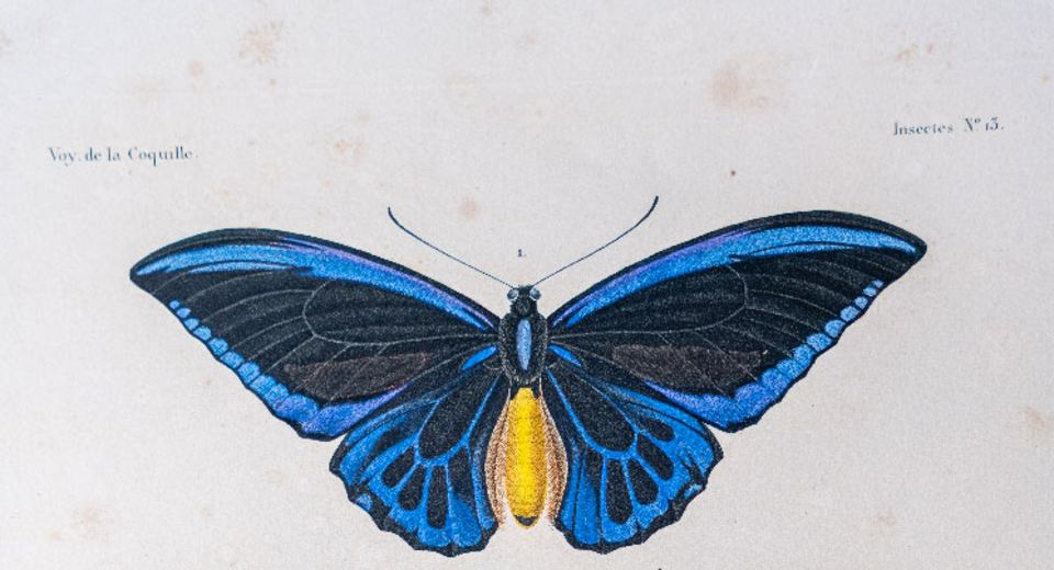 vue d'un papillon bleu