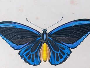 An illustration of a butterfly with blue and yellow wings, labeled Insectes No. 35 and Voy. de la Coquille