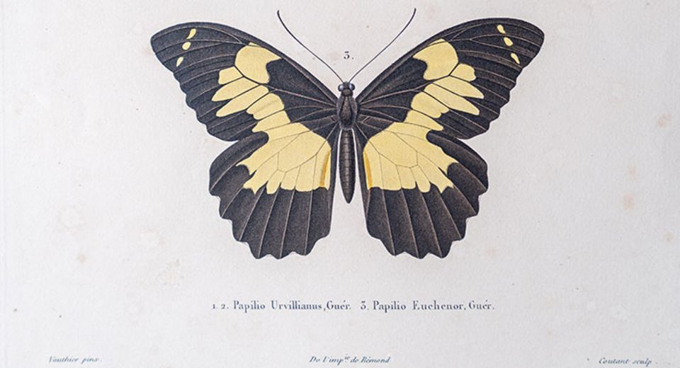 vue d'un papillon jaune et noir