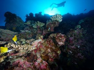 Plongeur explorant un récif corallien coloré peuplé de poissons tropicaux, sous une lumière bleutée filtrant depuis la surface de l’eau.