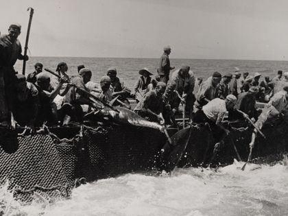 La madrague, une pêche au thon ancestrale toujours vivante