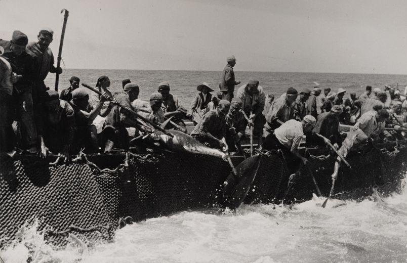 Photographie historique de pêcheurs tunisiens levant les filets d’une madrague à la force des bras, un thon géant émergeant de l’eau dans une scène de tension et d'effort collectif en mer Méditerranée.