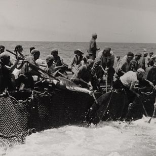Photographie historique de pêcheurs tunisiens levant les filets d’une madrague à la force des bras, un thon géant émergeant de l’eau dans une scène de tension et d'effort collectif en mer Méditerranée.