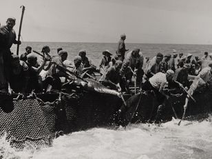 Photographie historique de pêcheurs tunisiens levant les filets d’une madrague à la force des bras, un thon géant émergeant de l’eau dans une scène de tension et d'effort collectif en mer Méditerranée.