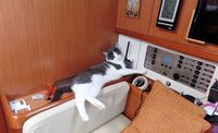 Photo de Francis Tolon, le chat navy