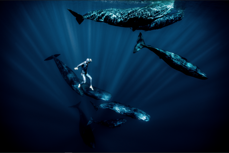 Photographie sous-marine de Franck Seguin : un apnéiste évolue au milieu d'un groupe de cachalots dans les profondeurs bleutées, série « ABYSS ».