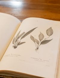 Page ouverte d’un ouvrage ancien illustrant deux planches botaniques : l’Antrophyte plantaginée et l’Antrophyte de Lesson – photographie prise à l’École de médecine navale de Rochefort.