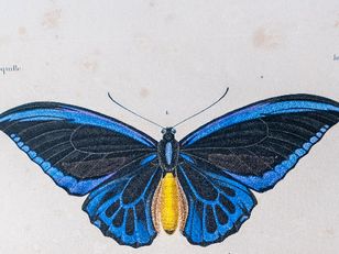vue d'un papillon bleu