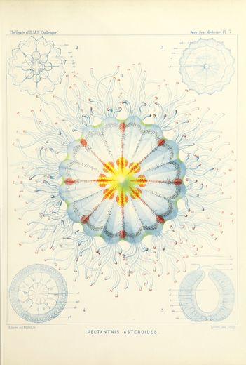 Planche illustrée représentant plusieurs espèces de méduses aux formes circulaires et tentaculaires, disposées en composition scientifique.