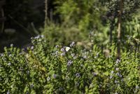 Papillon blanc posé sur une fleur de menthe en pleine floraison dans le jardin de l’École de médecine navale de Rochefort