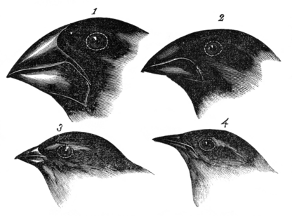 Illustration ancienne représentant une scène d’observation scientifique avec différentes têtes d'oiseaux