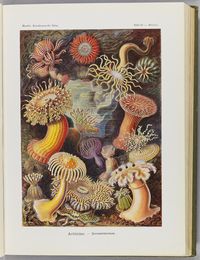 Illustration scientifique colorée de formes marines et organismes microscopiques, extraite de Formes artistiques de la nature d’Ernst Haeckel, 1904