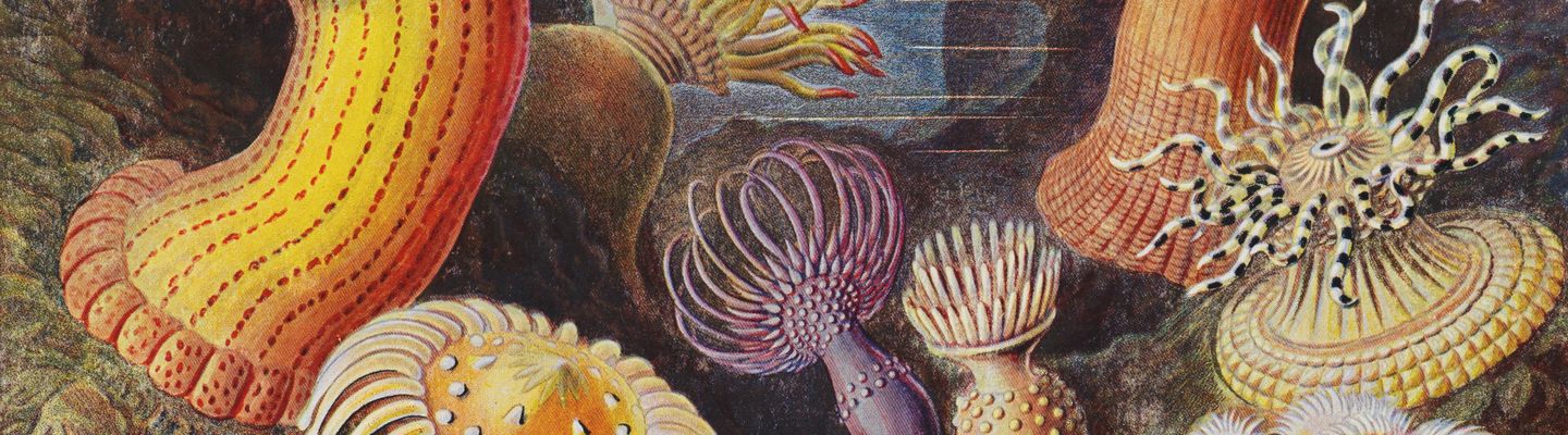 Illustration scientifique colorée de formes marines et organismes microscopiques, extraite de Formes artistiques de la nature d’Ernst Haeckel, 1904
