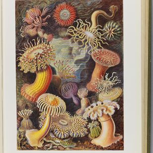 Illustration scientifique colorée de formes marines et organismes microscopiques, extraite de Formes artistiques de la nature d’Ernst Haeckel, 1904