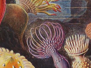 Illustration scientifique colorée de formes marines et organismes microscopiques, extraite de Formes artistiques de la nature d’Ernst Haeckel, 1904