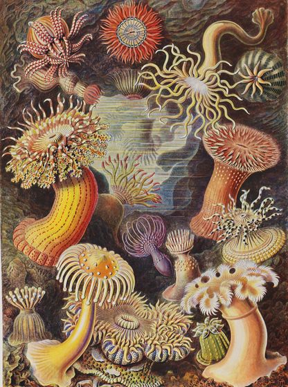 Illustration scientifique colorée de formes marines et organismes microscopiques, extraite de Formes artistiques de la nature d’Ernst Haeckel, 1904