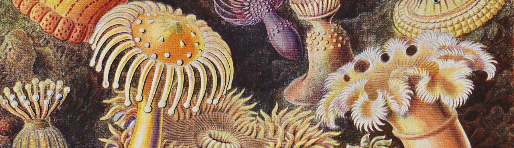Illustration scientifique colorée de formes marines et organismes microscopiques, extraite de Formes artistiques de la nature d’Ernst Haeckel, 1904