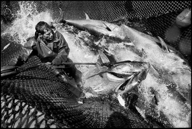 Pêcheur en ciré tirant un thon hors des filets dans une almadraba, au milieu de poissons en pleine lutte et d’éclaboussures, photographie en noir et blanc de Jean Gaumy.