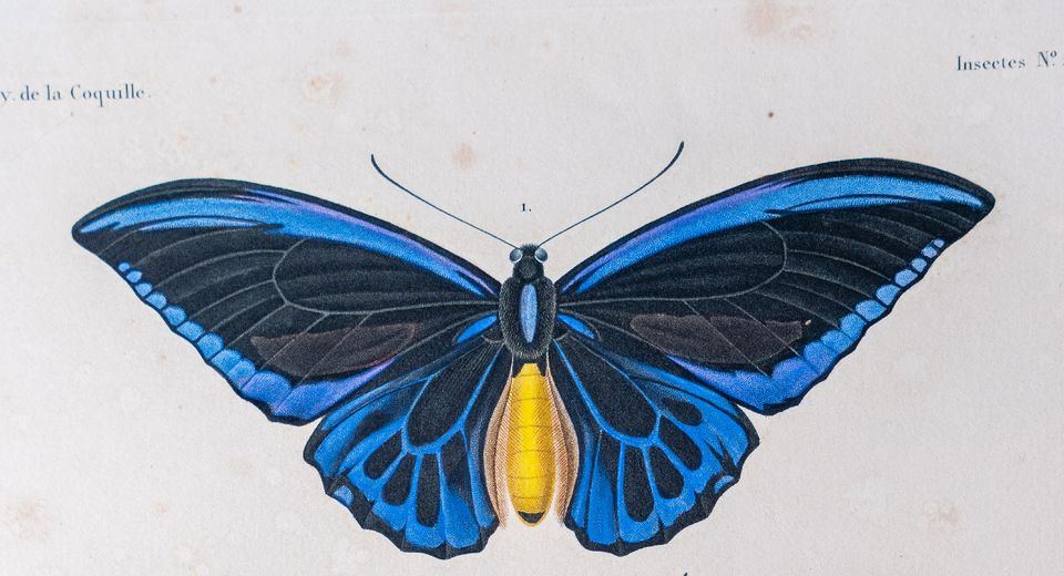 An illustration of a butterfly with blue and yellow wings, labeled Insectes No. 35 and Voy. de la Coquille