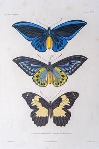 illustration of three different types of butterflies, labeled Papilio Ulysses, Papilio Rhoecus, and Papilio Hesperus