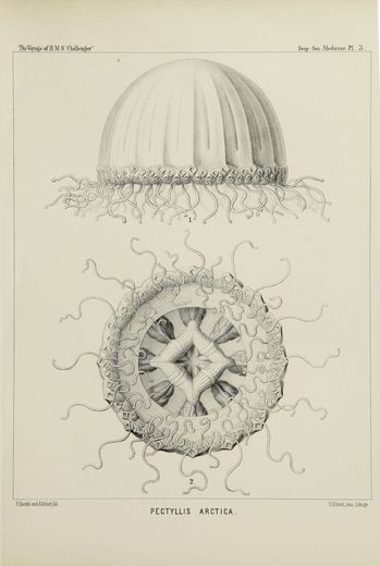 Planche illustrée représentant différentes espèces de méduses, dessinées avec précision scientifique et disposées de manière symétrique.