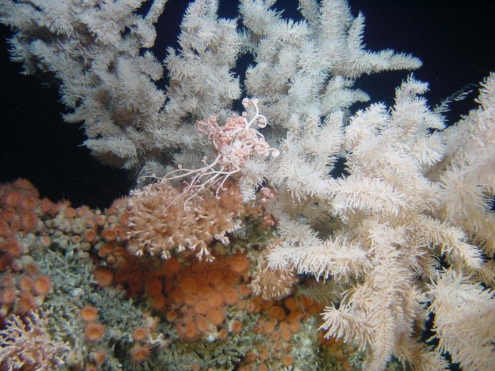 Détail d’un corail blanc ramifié sur un fond marin sombre, illustrant la richesse et la fragilité des écosystèmes sous-marins.