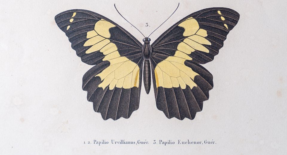 A black and yellow butterfly with the names Papilio Urvillianus and Papilio Euchenor, illustrated on a white background