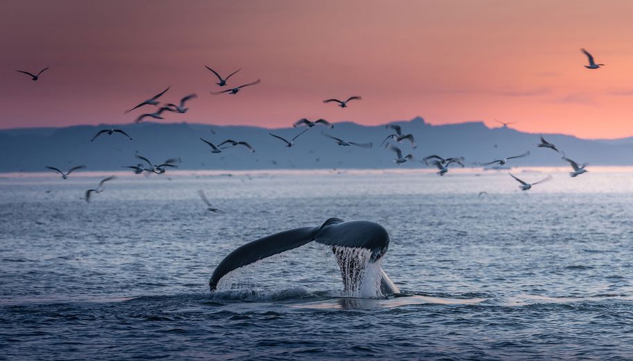 Nageoire de baleine à bosses dans un paysage de couché de soleil 
